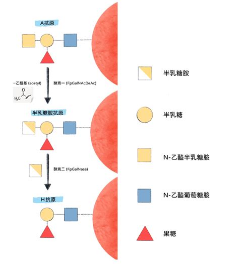 血型 分析|不只用來算命——淺談血型的分類與轉換